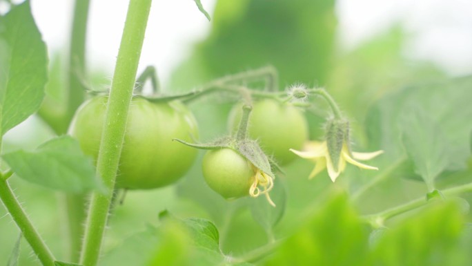 西红柿开花 结果 绿色食品 茁壮成长旺盛