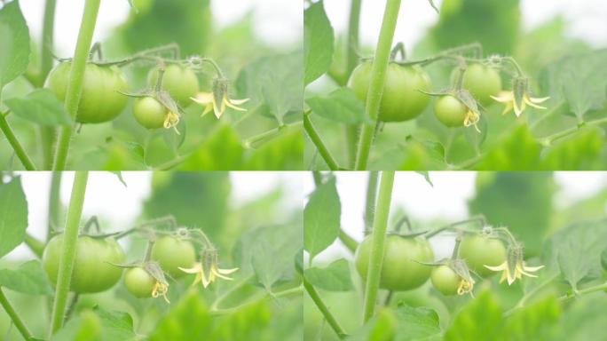 西红柿开花 结果 绿色食品 茁壮成长旺盛