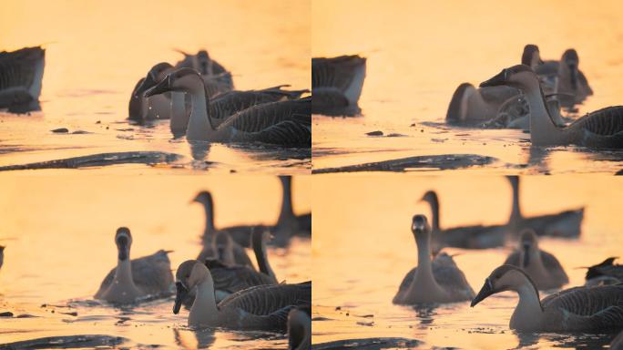日出与夕阳下水面中的大雁与动物