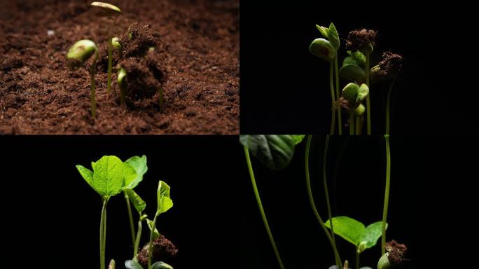 高清-豌豆生长破土而出