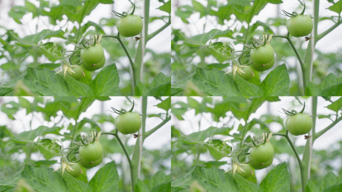 农业 温室大棚 果蔬施肥 西红柿成长过程