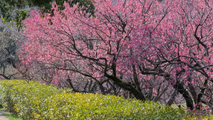 梅花