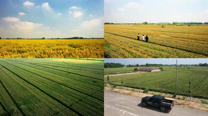 航拍绿色农业乡村振兴农药喷洒 小麦丰收