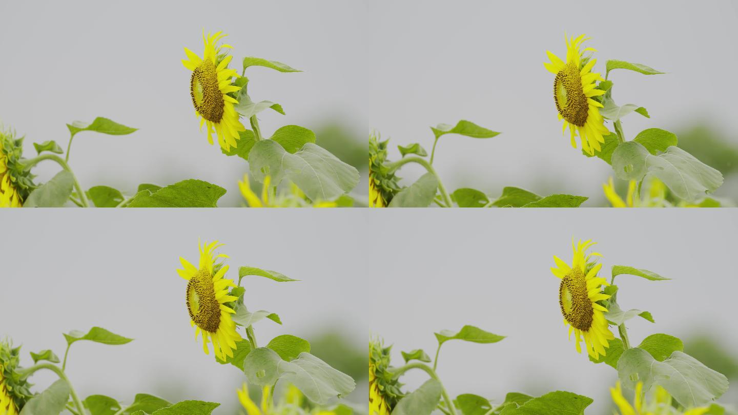 原创电影机实拍向日葵葵花盛开绽放