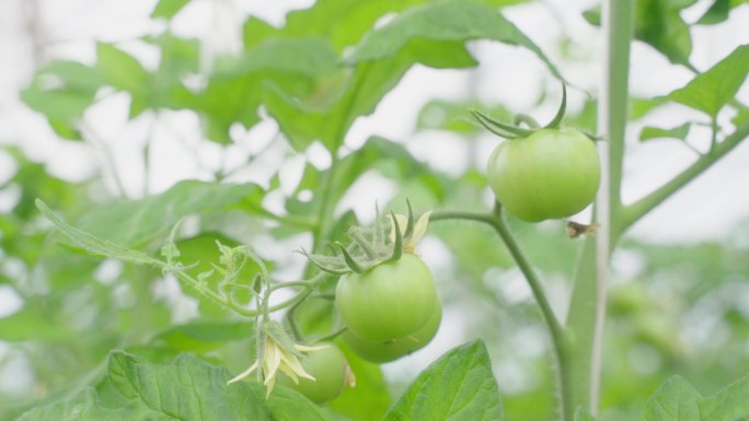 西红柿 番茄 施肥 茁壮成长 旺盛 花期