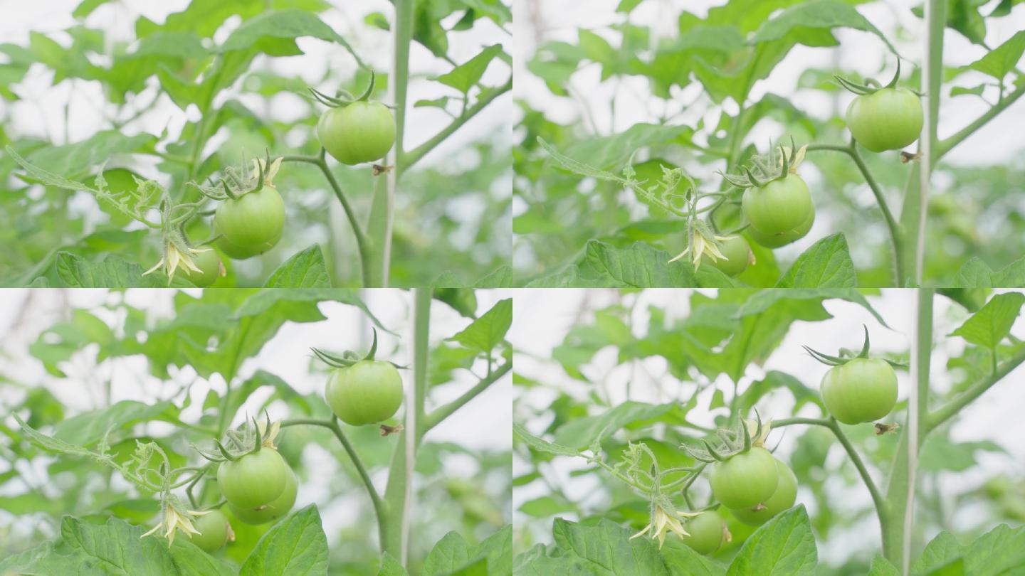 西红柿 番茄 施肥 茁壮成长 旺盛 花期