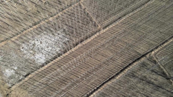 实拍乡村振兴致富工程行道林大堤防洪工程A