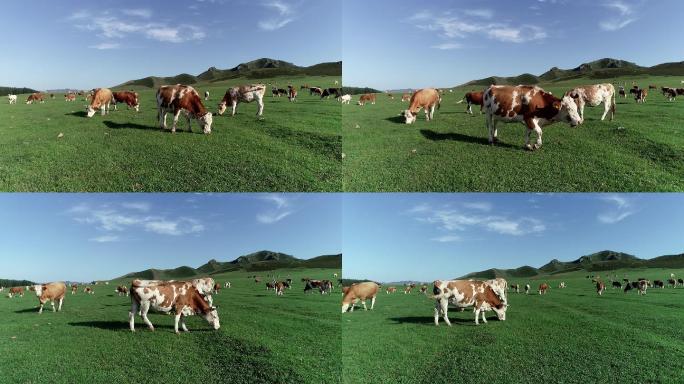 草原有机生态牧场牛群