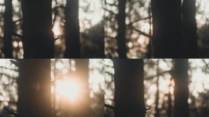 唯美夕阳光线穿过树枝林间阳光洒下温暖