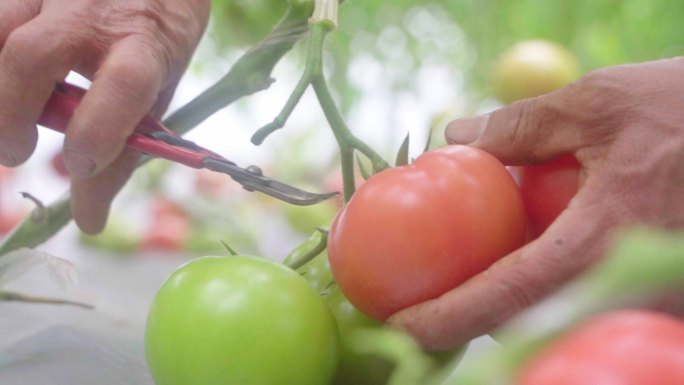 农业丰收 西红柿采摘 现代农业温室大棚