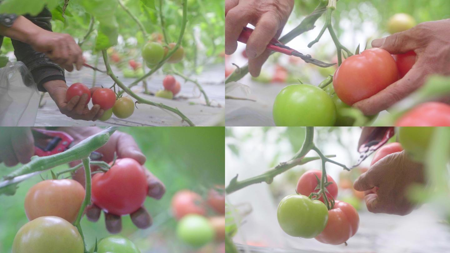 农业丰收 西红柿采摘 现代农业温室大棚