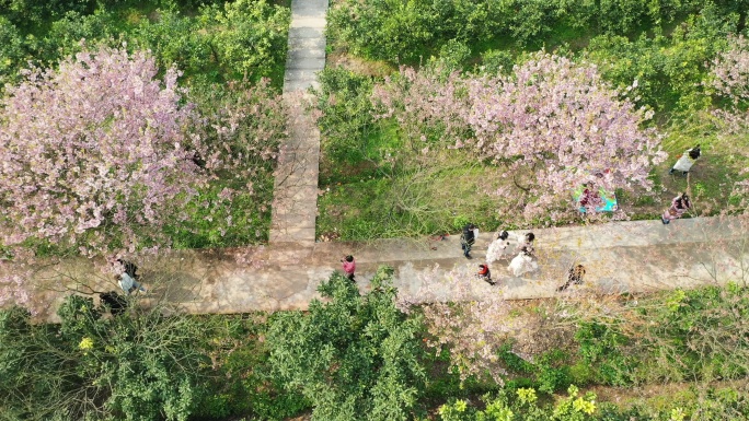 航拍重庆北碚澄江五一村的樱花橘乡农业公园