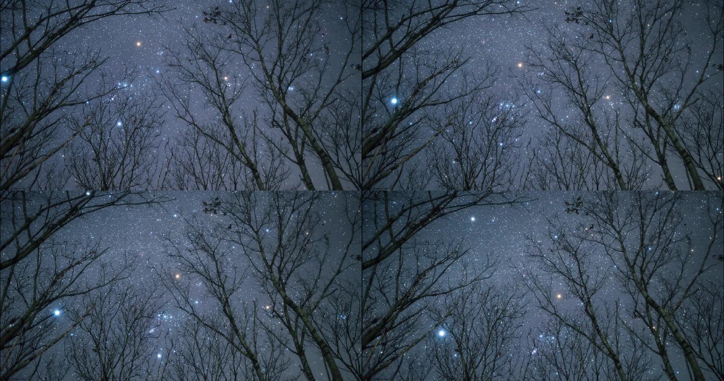 【4K延时】树林下仰望星空延时摄影
