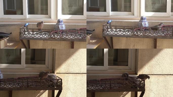 【4K】窗台上觅食的鸽子