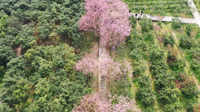 航拍重庆北碚澄江五一村的樱花橘乡农业公园