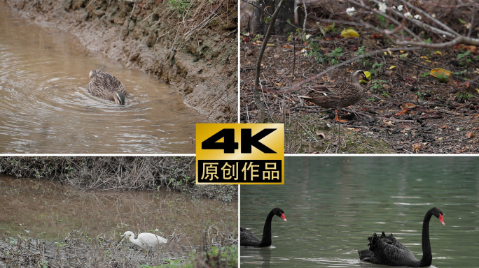 4K原创湿地鸭子天鹅白鹭各类水禽