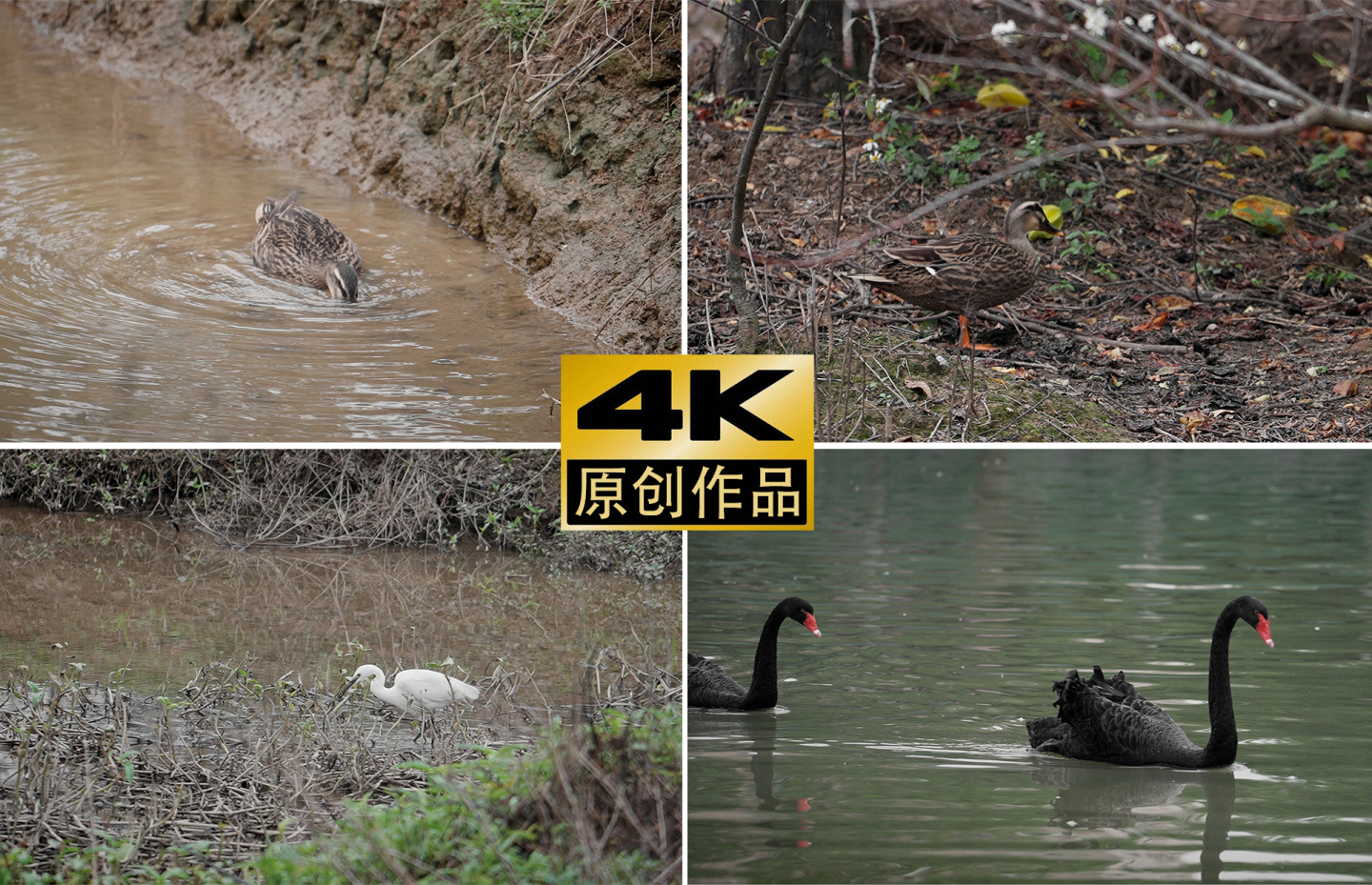 4K原创湿地鸭子天鹅白鹭各类水禽