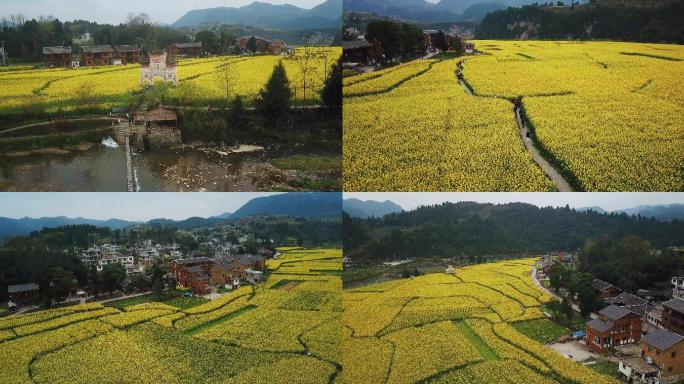 贵州美丽乡村油菜花4K高清航拍横屏视频