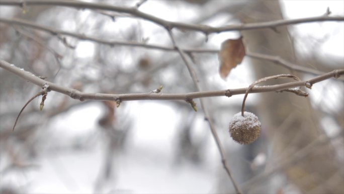 冬天悬铃木法国梧桐雪景