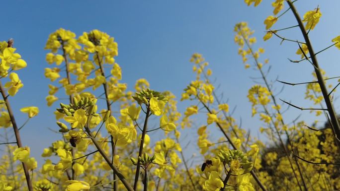 春天的油菜花