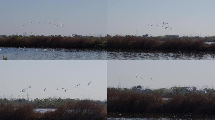 6K一群天鹅飞过蓝色湖面降落