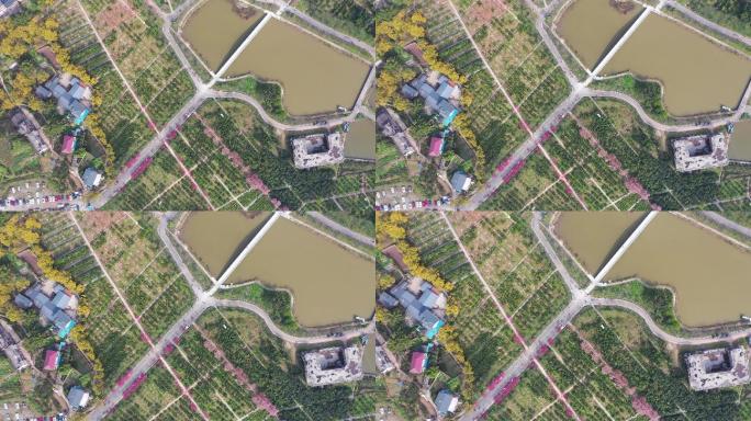 航拍重庆北碚澄江五一村的最美樱花