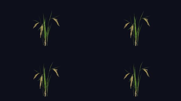 水稻生长-带透明通道