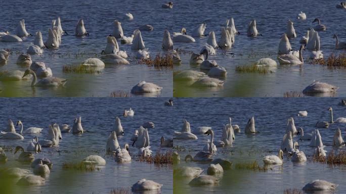 6K阳光下蓝色天鹅湖02