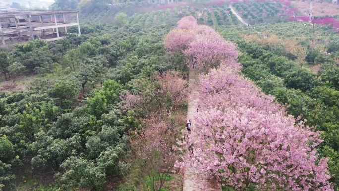 航拍重庆北碚澄江五一村的最美樱花