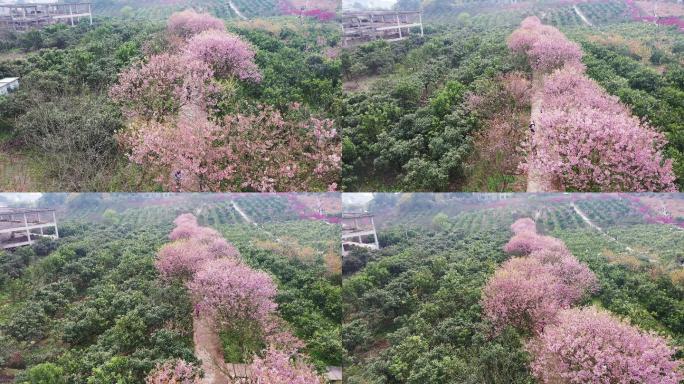 航拍重庆北碚澄江五一村的最美樱花