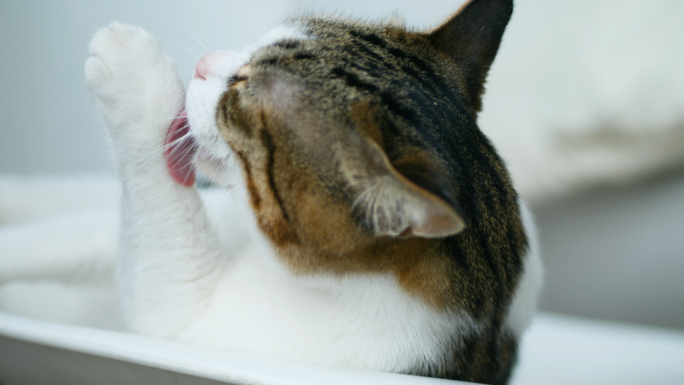 室内宠物猫狸花猫舔毛洗脸视频素材