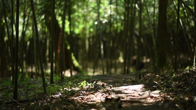 贵州桐梓原生态特产方竹笋原产地采摘实拍