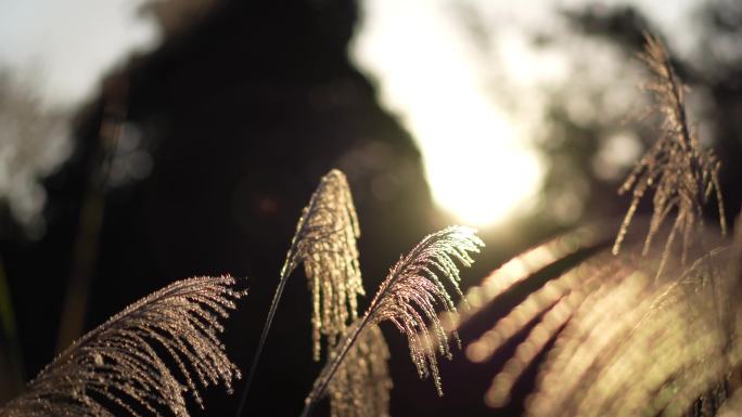4k高清实拍唯美夜景的芦苇丛光影视频素材