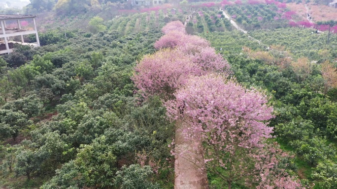 航拍重庆北碚澄江五一村的最美樱花