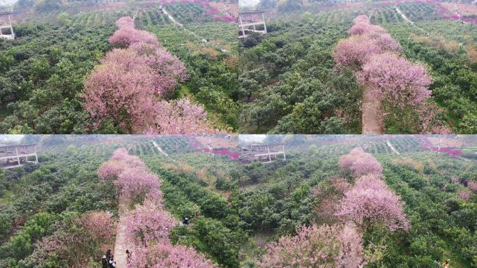 航拍重庆北碚澄江五一村的最美樱花