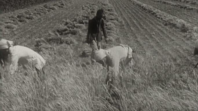 五十年代农民铲地、割麦子、打麦子