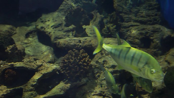 观赏鱼类海底世界海底鱼类海洋生物