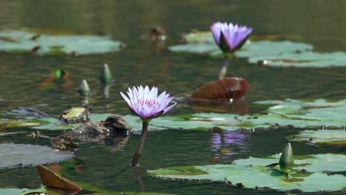 湿地蓝莲花