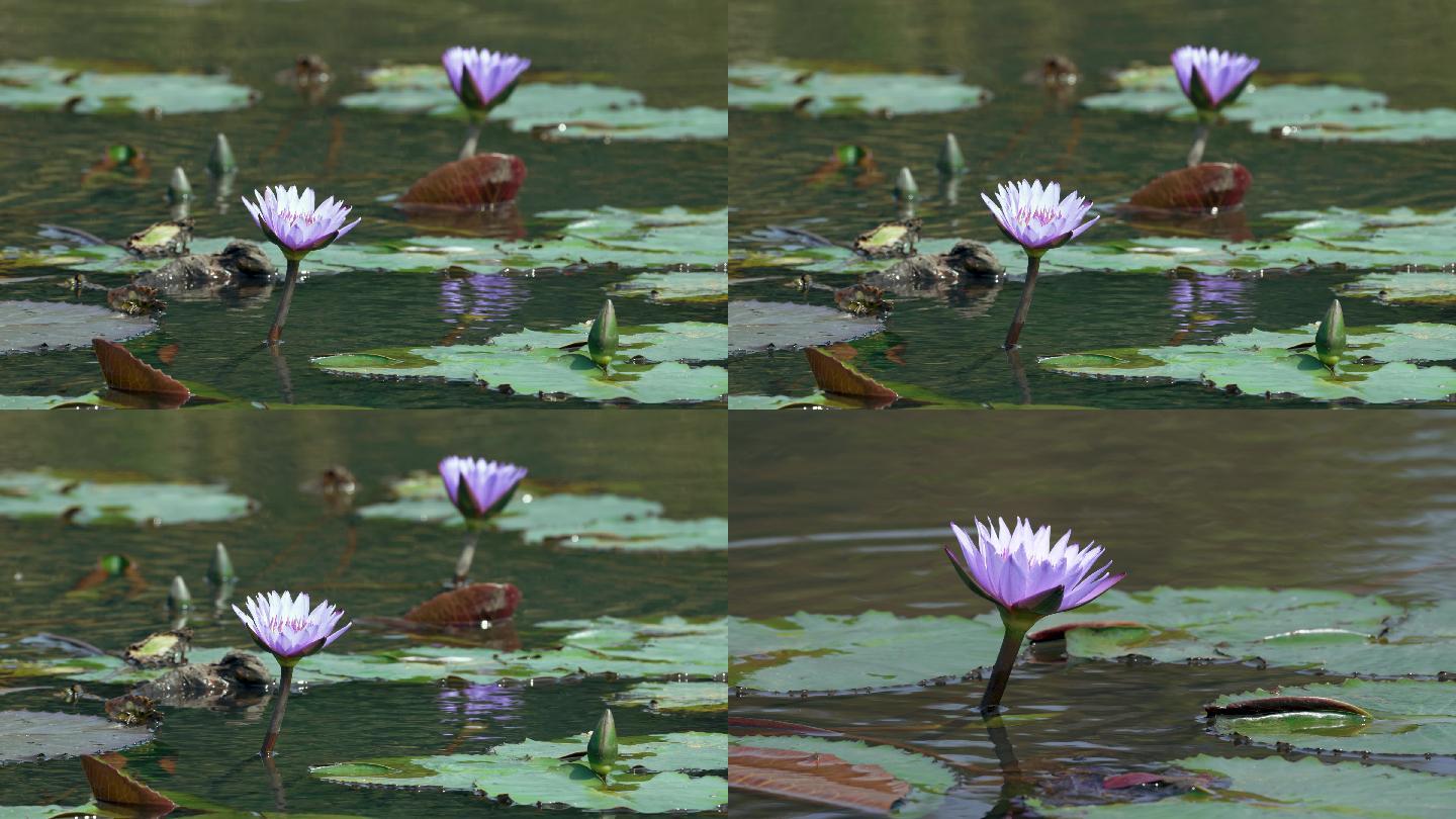 湿地蓝莲花