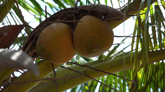 两个黄皮椰子挂在树上
