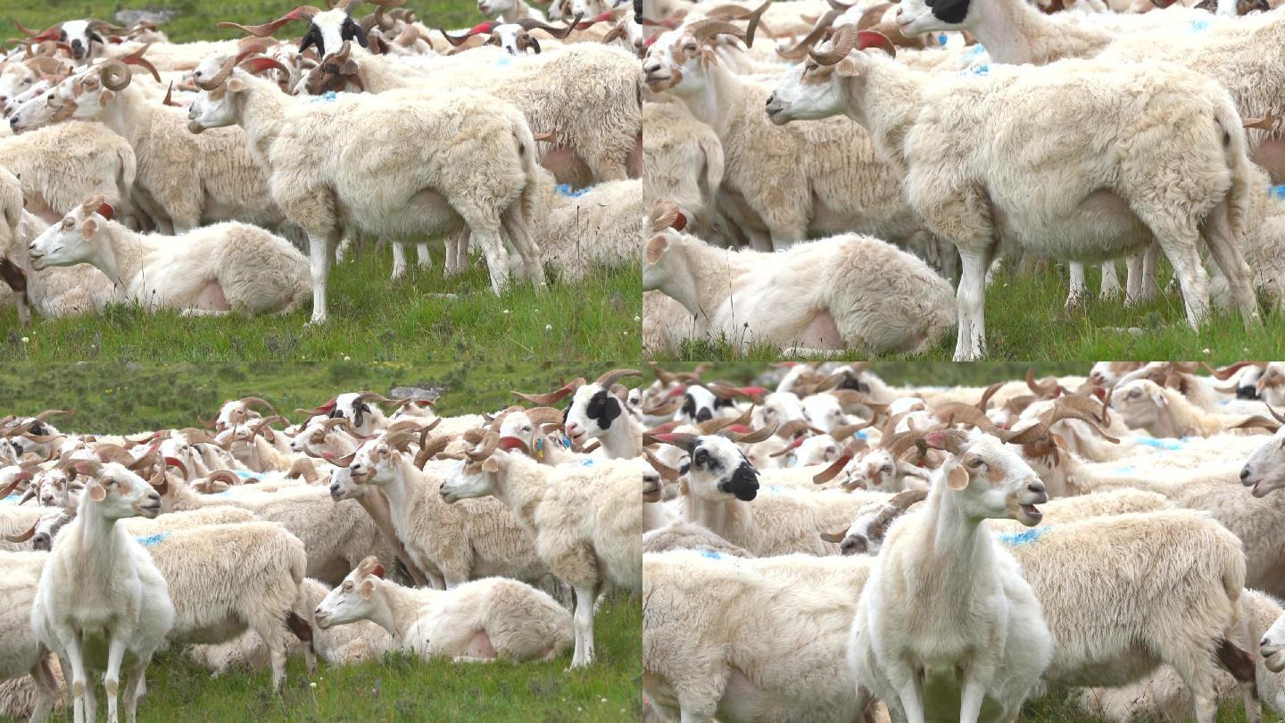 草原羊群近景