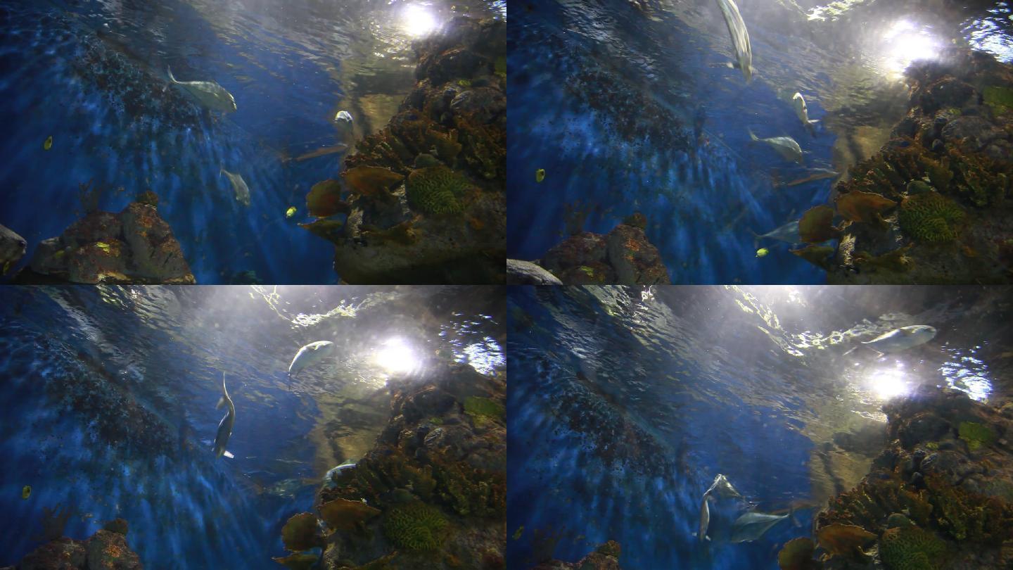 海洋馆海底世界海洋鱼群观赏鱼类