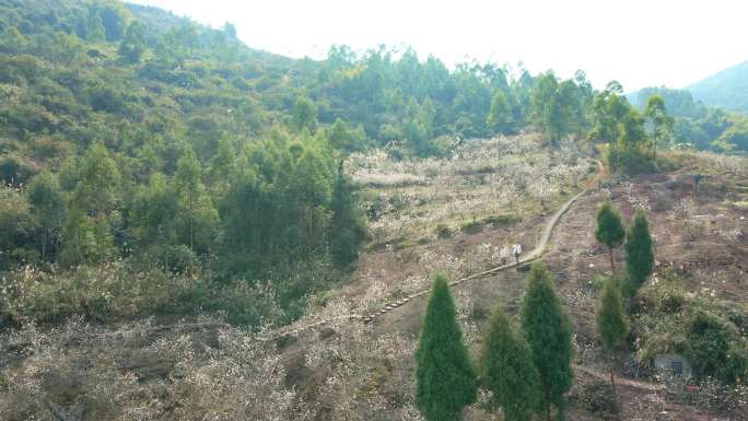 【4K】重庆璧山航拍农业乡村樱桃花