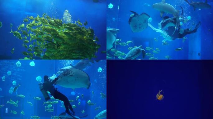 海洋馆美人鱼表演海洋动物