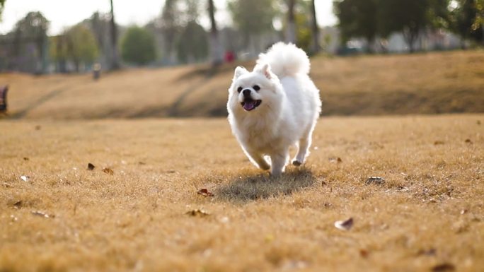 一只奔跑的白色博美犬小狗