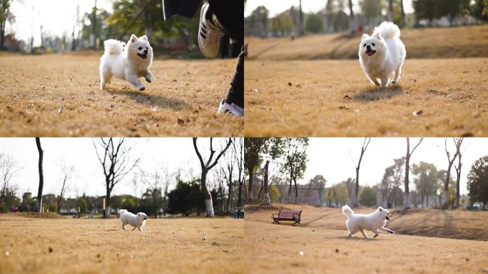 一只奔跑的白色博美犬小狗