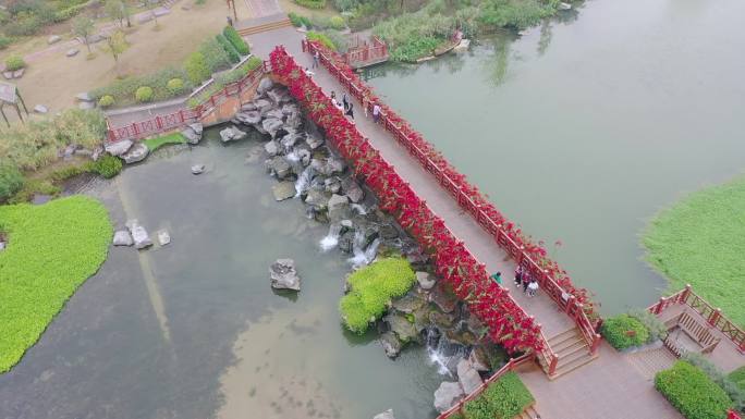 海绵城市 南宁 生态环境 三角梅 游玩