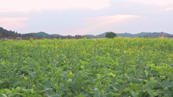 【4K】乡村振兴潼南陈抟故里油菜花航拍