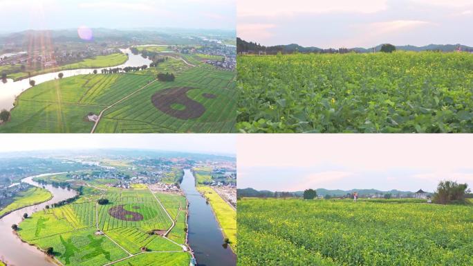 【4K】乡村振兴潼南陈抟故里油菜花航拍