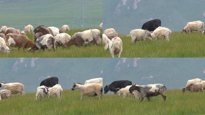 草原羊吃草